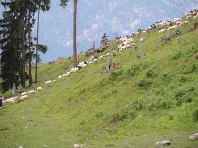 Schafalmbegehung