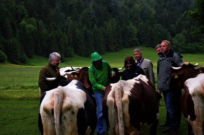 Sennerin Andrea Wachendorf informiert den AK Umwelt und Verbraucherschutz �ber die Pinzgauer Rinder